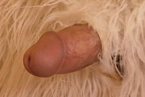 Japanbet xxx Porn